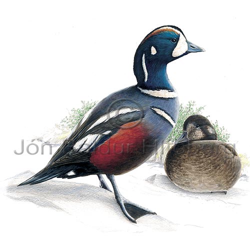 Harlequin Duck - Histrionicus histrionicus - ducksandallies - Anatidae