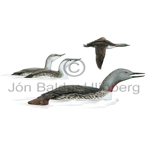 Red throated diver  Red throated Loon - Gavia stellata - otherbirds - Gaviidae