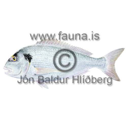 Gilthead bream - Sparus aurata - Perch-likes - Perciformes