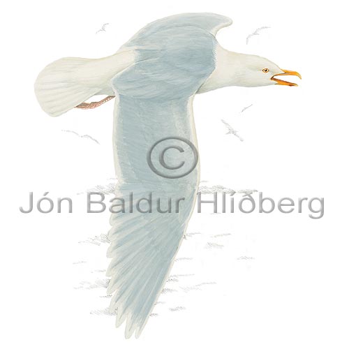 Glaucous Gull - Larus hyperboreus - Gulls - Laridae