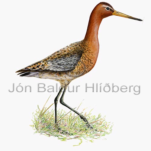 Black-tailed Godwit - Limosa limosa - Waders - Scolopacidae