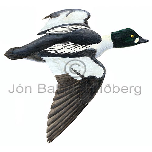 Common Goldeneye - Buchephala clangula - ducksandallies - Anatidae