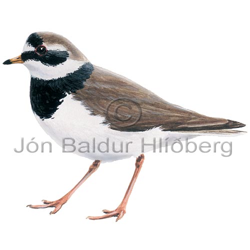 Ringed Plover - Charadrius hiaticula - Waders - Scolopacidae