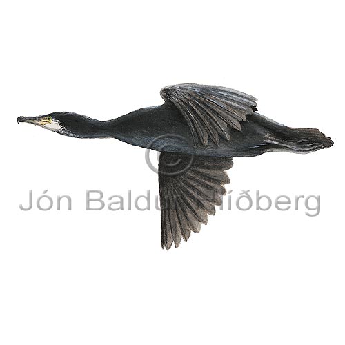 Dlaskarfur - Phalacrocorax carbo - adrirfuglar - Skarfatt