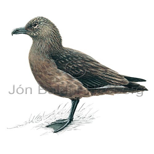 Great Skua - Stercorarius skua - Gulls - Stercorariidae