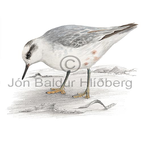 Grey Phalarope Red Phalarope - Phalaropus fulicarius - Waders - Scolopacidae