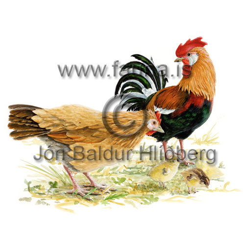 �slensk h�nsn -   - adrirfuglar - Orra�tt