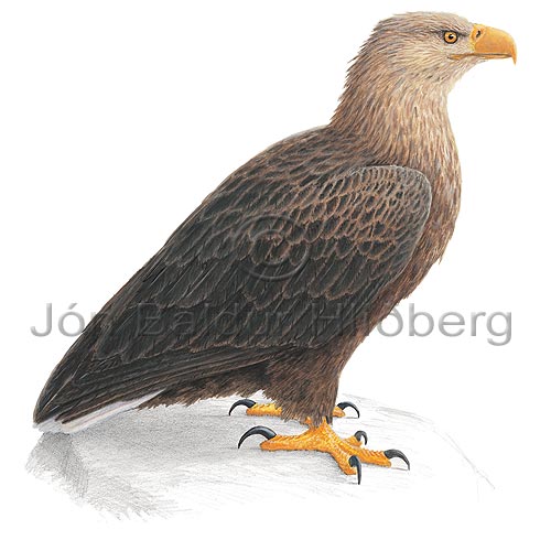 White-tailed Eagle - Haliaeetus albicilla - birdsofprey - Accipitridae