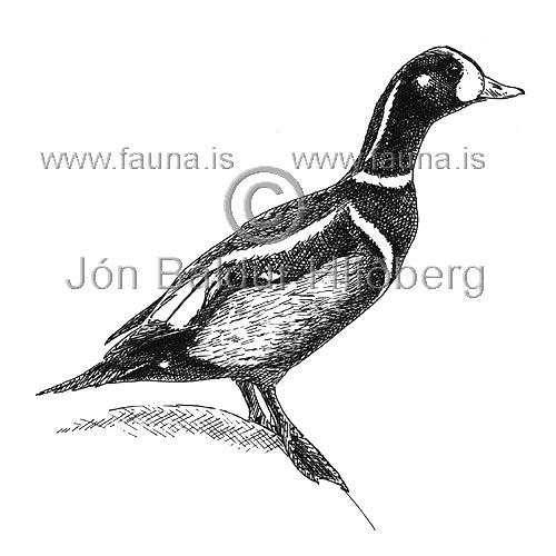 Harlequin Duck - Histrionicus histrionicus - ducksandallies - Anatidae