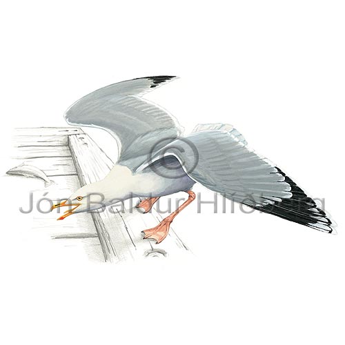 Herring Gull - Larus argentatus - Gulls - Laridae
