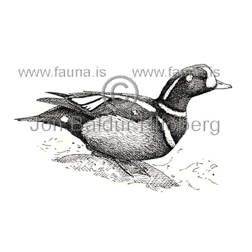 Harlequin Duck - Histrionicus histrionicus - ducksandallies - Anatidae