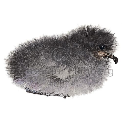 Storm Petrel - Hydrobates pelagicus - otherbirds - Hydrobatidae