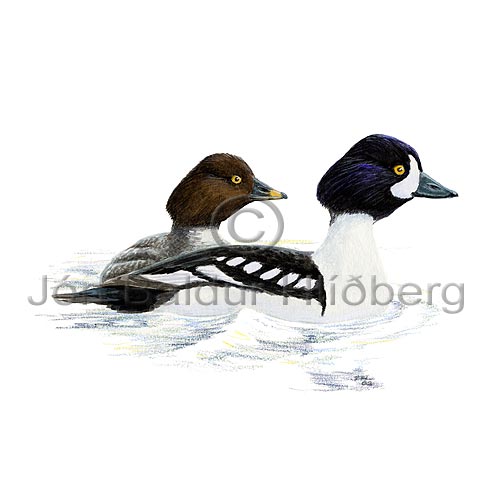 Barrow's Goldeneye - Bucephala islandica - ducksandallies - Anatidae
