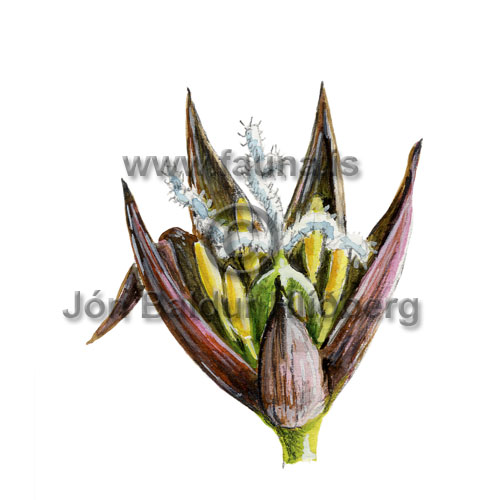 Laugasef - Juncus articulatus - annargrodur - Seftt