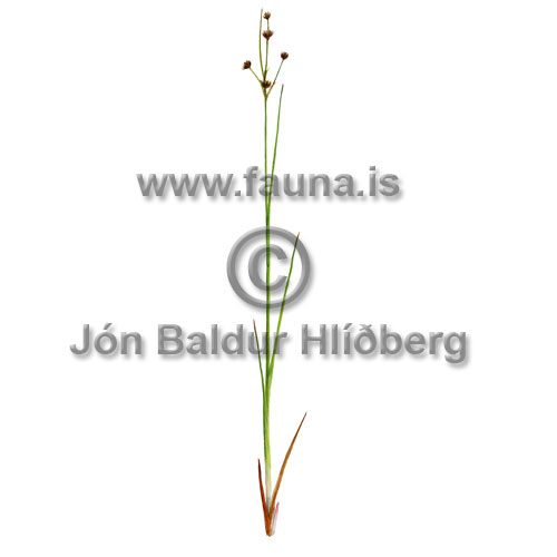 Laugasef - Juncus articulatus - annargrodur - Seftt