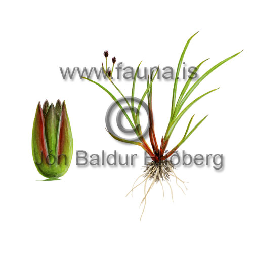 Frog Rush - Juncus ranarius - otherplants - Juncaceae