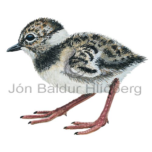 Lapwing - Vanellus vanellus - Waders - Charadriidae