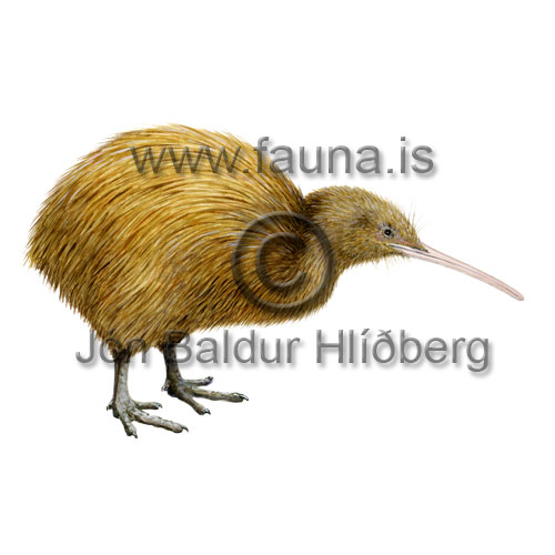 Kiwi - Apteryx mantelli - otherbirds - Velji subcategory