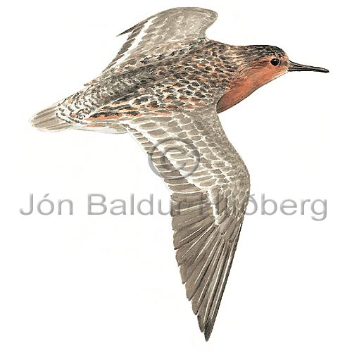 Knot - Calidris canutus - Waders - Scolopacidae