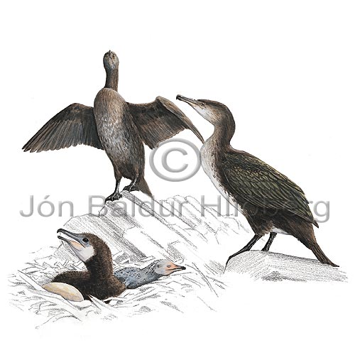 Dílaskarfur - Phalacrocorax carbo - adrirfuglar - Skarfaætt