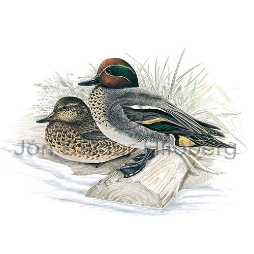 Teal Green-winged Teal - Anas creeca - ducksandallies - Anatidae