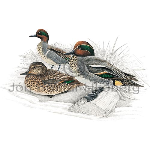 Teal Green-winged Teal - Anas creeca - ducksandallies - Anatidae