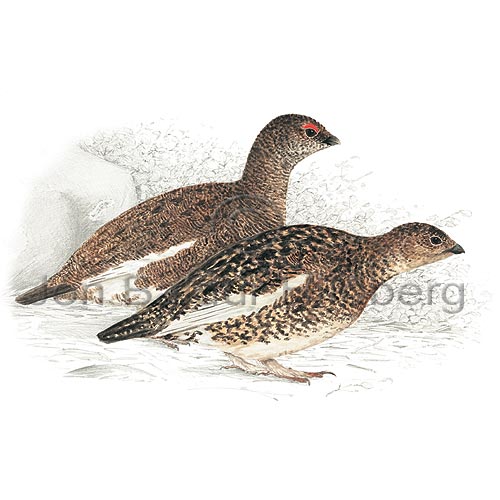 Ptarmigan Rock Ptarmigan - Lagopus mutus - otherbirds - Tetraonidae