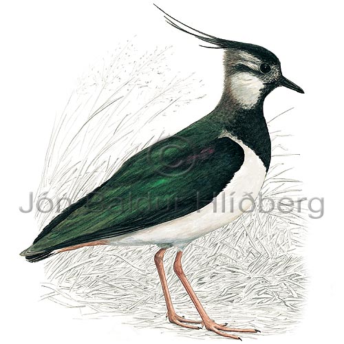 Lapwing - Vanellus vanellus - Waders - Charadriidae