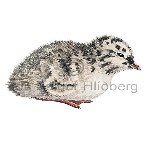 Common Gull, Mew Gull - Larus canus - Gulls - Laridae