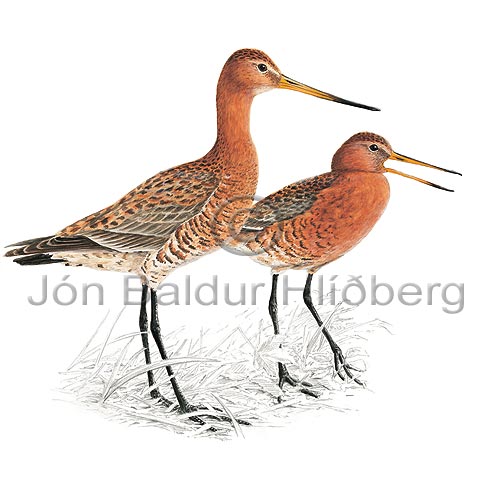 Black-tailed Godwit - Limosa limosa - Waders - Scolopacidae