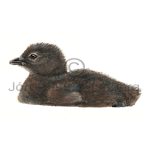 Red throated diver  Red throated Loon - Gavia stellata - otherbirds - Gaviidae