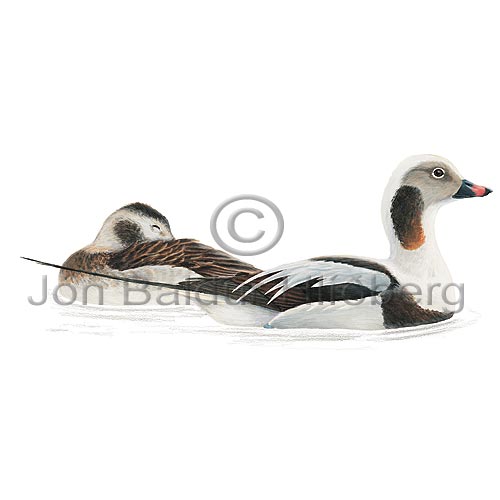 Long-tailed Duck Oldsquaw - Clangula hyemalis - ducksandallies - Anatidae