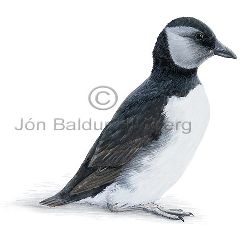  Common Puffin - Fratercula arctica - Alcids - Alcidae