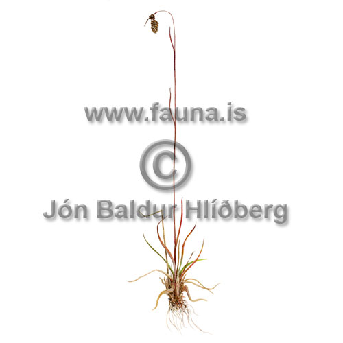Axhæra - Luzula spicata - annargrodur - Sefætt