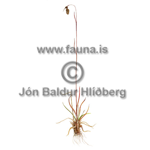 Spiked woodrush - Luzula spicata - otherplants - Juncaceae