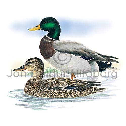 Mallard - Anas platyrhynchos - ducksandallies - Anatidae