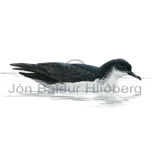 Manx Shearwater - Puffinus puffinus - otherbirds - Procellariidae