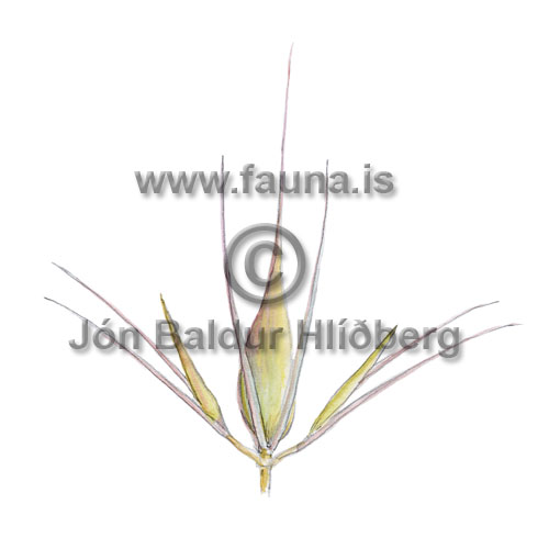 Meadow Barley - Hordeum seculinum - otherplants - Poaceae