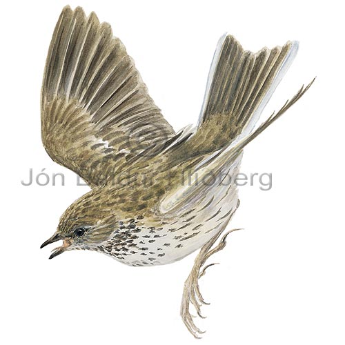 Meadow Pipit - Anthus pratensis - Passerines - Motacillidae