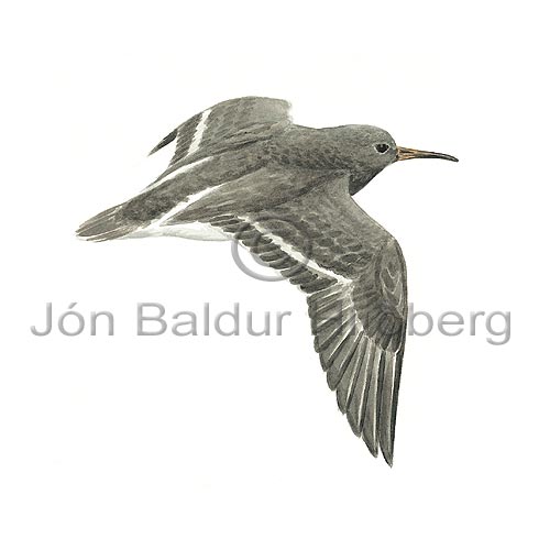 Purple Sandpiper - Calidris maritima - Waders - Scolopacidae