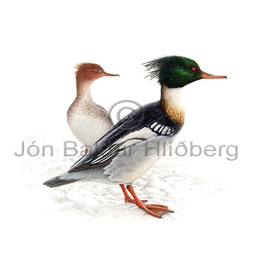 Red-breasted Merganser - Mergus serrator - ducksandallies - Anatidae