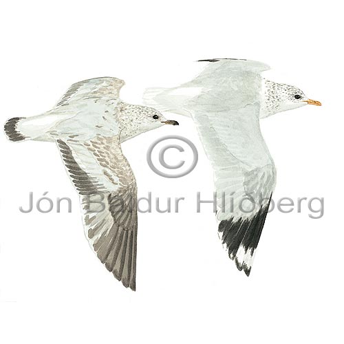 Common Gull, Mew Gull - Larus canus - Gulls - Laridae
