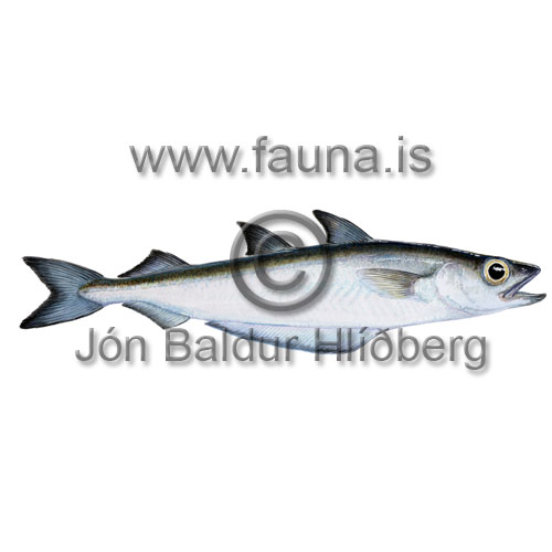 Kolmunni - Micromesistius poutassou - thorskfiskar - orskfiskar