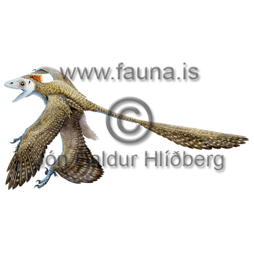 R�nkr�li - Microraptor guy - utdauddyr - risaedlur
