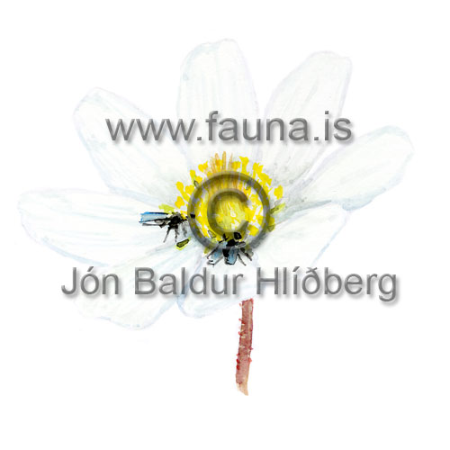 Mountain Avens - Dryas octopetala - Dicotyledonous - Rosaceae