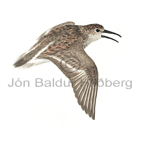 Dunlin - Calidris alpina - Waders - Scolopacidae