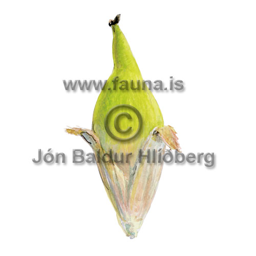 Trjnubrsi - Sparganium angustifolium - annargrodur - lokeflisaett
