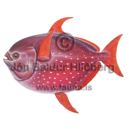 Opah, Moonfish - Lampris guttatus - otherfish - Lampriformes