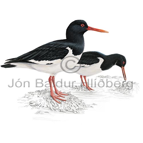 European Oystercatcher - Haematopus ostralegus - Waders - Haematopodidae