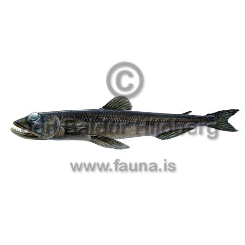 Zugmayers Pearleye - Benthalbella infans - otherfish - Aulopiformes